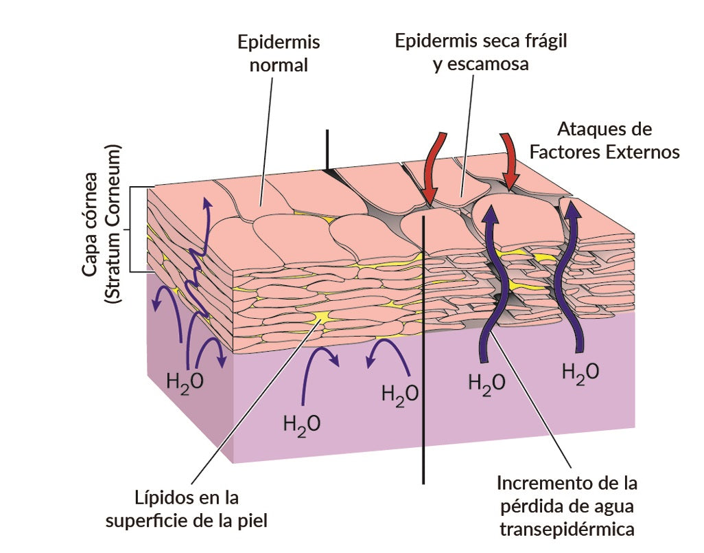 Webinar "Evita la piel seca, rojeces, grietas y otros efectos del frío en tu piel"