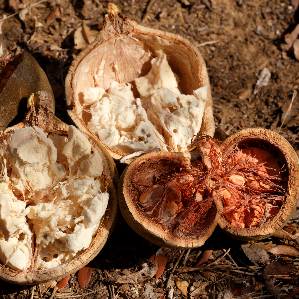 Aceite Puro de Baobab Salvaje